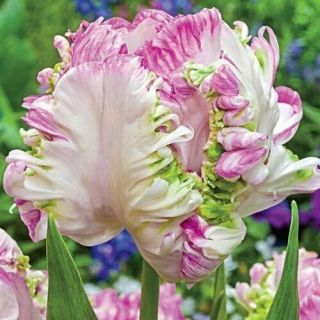 Tulip Parrot Bulbs Resistant Perennial Flower Rare Stunning Plant Elegant Bonsai
