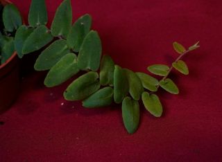 Marcgravia Species Rare Terrarium Plant Peperomia Piper