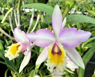Rare Cattleya Orchids - C Mrs.  Pitt (dowiana X Harrisoniana)