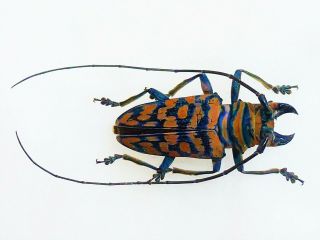Sternotomis Mathildae Male Huge Rare Color Cerambycidae Cameroon