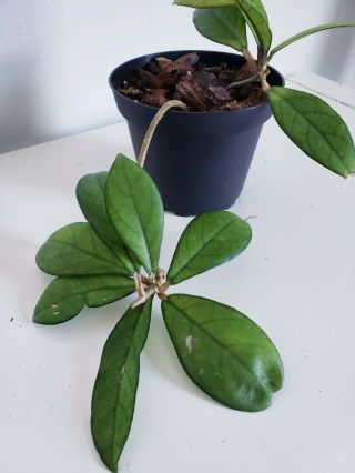 Rare Hoya Crassipetiolata - Two Plants In Pot.