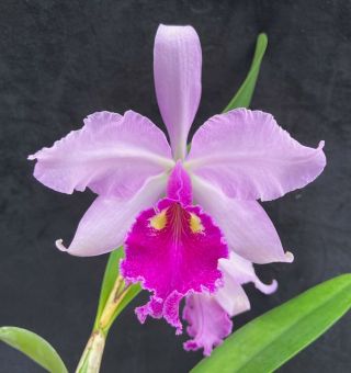 Rare Cattleya Orchids - C Warscewiczii Typical In Bloom