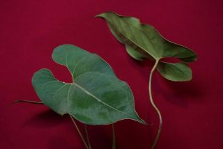 Anthurium Species Macdanielii Rare Velvet Aroid Plant