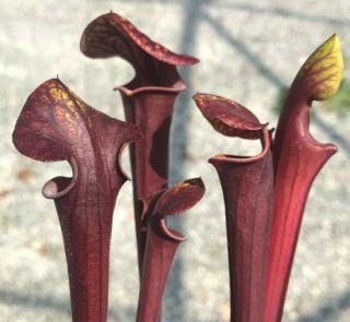 Sarracenia Flava rubricorpora - Next Generation Genetics,  2 seedlings RARE WOW 2
