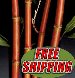 7 Gallon Rare Ornamental Red Run Bamboo Plant 5 Ft Exotic Planter Box Privacy