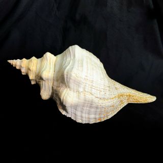 Florida Horse Conch Shell Large 14.  5” X 6” X 7 1/4” Rare Stunning Artifact Decor