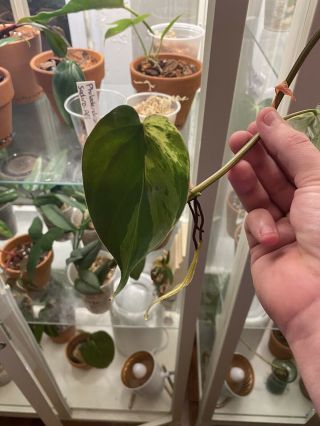 Rare Variegated Heartleaf Philodendron Rooted Cutting