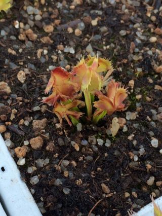 Dionaea Muscipula Master Of Disaster - Carnivorous Plant Venus Flytrap Very Rare