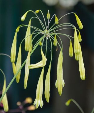 Petronymphe Decora,  10 Seeds,  Very Rare Plant Species