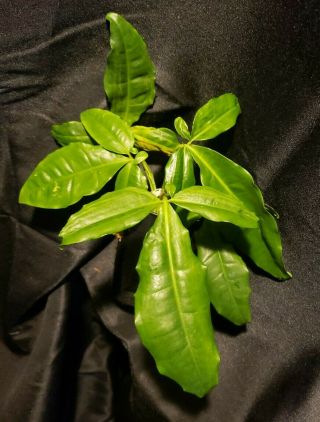 Rare Syngonium Auritum Aroid Not Monstera Philodendron Aroid