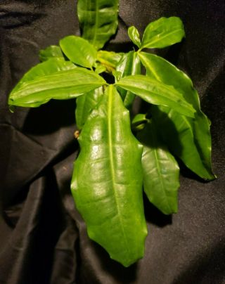 rare Syngonium Auritum aroid not monstera philodendron aroid 2