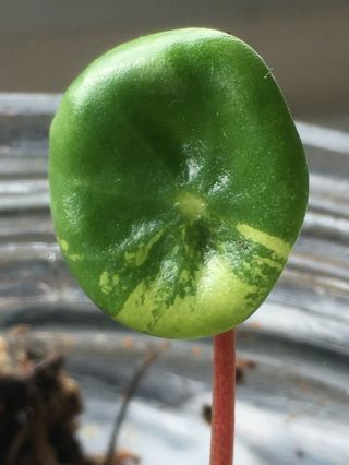 Variegated Watermelon Peperomia - Extremely Rare Indoor House Plant