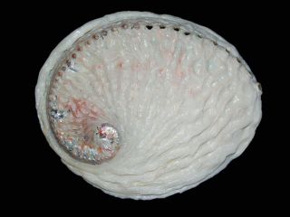 Seashell Haliotis Midae White Ultra Rare Magnificent Sea Beauty 149.  5 Mm