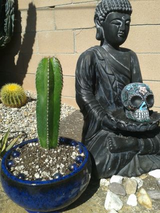 Chubby Pachycereus Marginatus Mexican Fence Post 7 " Rooted Cactus