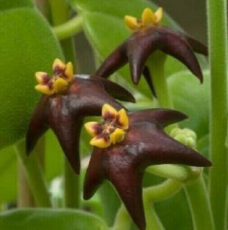 Rare Hoya Madulidii Wax Plant/vine Porcelain Flower Flor De Cera Houseplant