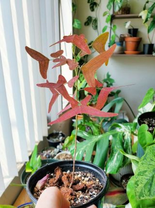 Red Butterfly Wing Plant - Christia Vespertilionis - Very Rare Plant