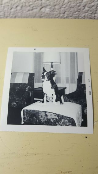 Boston Terrier Vtg Antique Dog Bulldog Photo 1967 Living Room