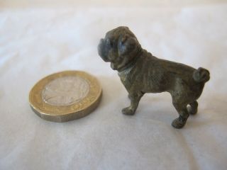 Antique Miniature Austrian Cold Painted Bronze Pug Dog 3.  4 Cm Long