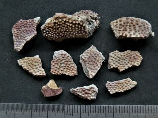 Devonian Armor (placoderms) Fish Fragment.  Rare