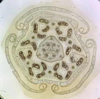 Antique Microscope Slide By Richard Suter.  T.  S.  " Flower Bud Of Tulip ".