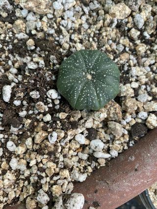 1.  5” - 2” Astrophytum Asterias Kabuto Succulent Cactus.  Rare “spotless”