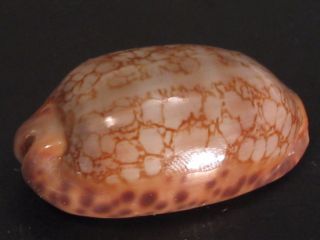 Rarely Seen.  Cypraea Scurra Indica 38mm/gem Mayotte Seashell