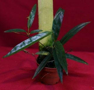 Philodendron Chinchamayense Aff Double Head Rare Aroid Monstera Anthurium