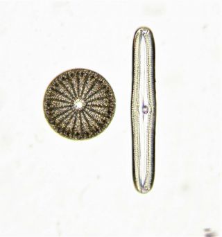 Antique Diatom Microscope Slide,  By K.  D.  Kemp,  Centric & Pennate Sp.