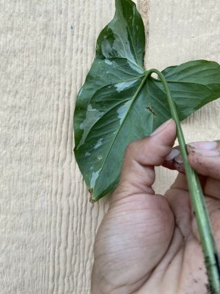 Syngonium Podophyllum Albo - Variegatum Rare Rooted Cutting