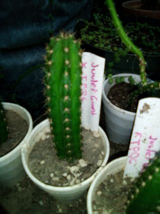 Rare Cactus Live Plant Desert Garden Landscape Echinopsis,  Juule 
