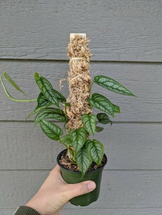 4 Well Rooted Monstera Siltepecana On Moss Pole,  Rare Aroid Plant In 4” Pot.