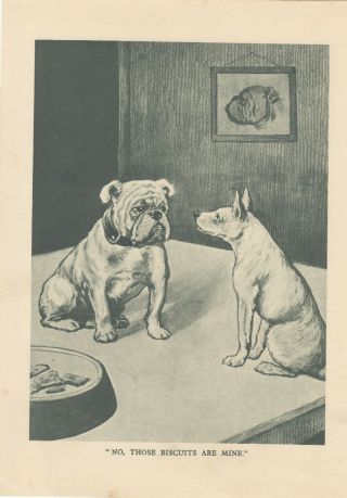 English Bulldog With Terrier Dog Antique Print 1909