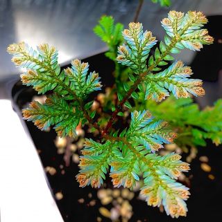 Mega Rare Selaginella Vogelii Iridescent Terrarium Vivarium Upright Moss Fern