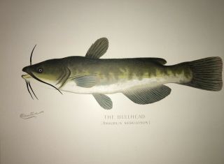 Denton 1900 Bullhead Catfish Fish Print Chromo Lithograph Old Vintage 2