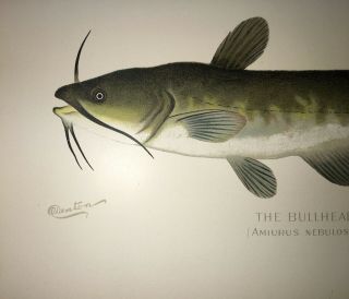 Denton 1900 Bullhead Catfish Fish Print Chromo Lithograph Old Vintage 3