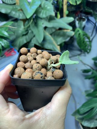 RARE Hoya Carnosa Grey Ghost Rooted Starter Plant 2 