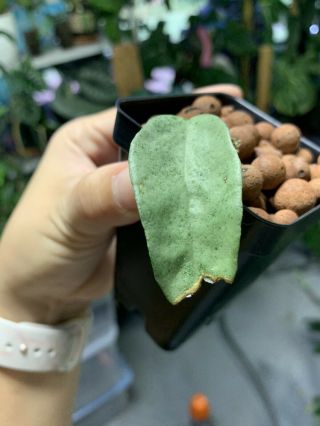 RARE Hoya Carnosa Grey Ghost Rooted Starter Plant 2 
