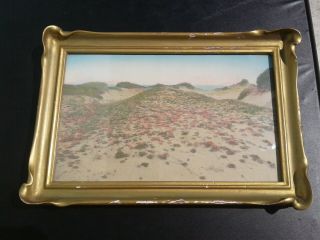 Antique Vintage California Coast Sand Dunes & Verbenas Color Tinted Art Photo