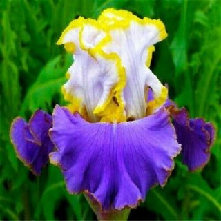 2 Iris Bulbs Rhizomes Perennial Flowers Bearded Stunning Rare Resistant Bonsai