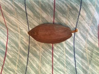 1 Cocoa Uncut - Dried Pod Rare Fruit 100 (deco /education/gift/ Demo)