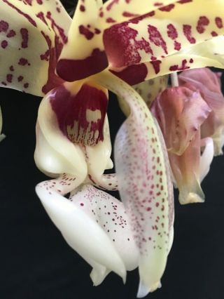 Stanhopea King Kong Krypt Hcc/aos Very Rare Orchid Blooming Size 6