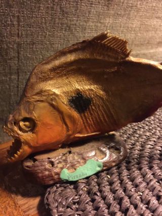 Piranha Fish Taxidermy On Wood Mount / Tropical Fish / Rare Fish / Antique Fish
