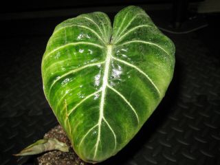 Rare Philodendron Gloriosum Awesome Variegated Velvet Aroid Plant Leaf