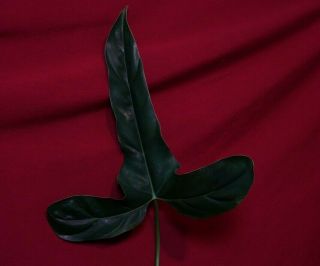 Philodendron Acuminatissimum Aff Rare Aroid Monstera Anthurium