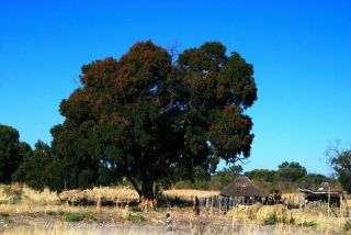 Rosewood - Rare African Rosewood - Guibourtia Coleosperma - 5 Seeds,  Rare Namibia