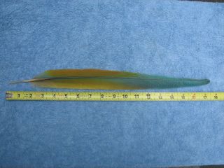 1 Rare Buffon Macaw Tail Feather,  Pow Wow,  Salmon Fly Tying,  Crafts,  Macaw Feath