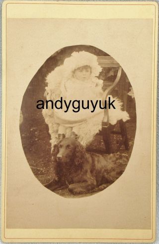 Cabinet Card Child In Chair Flat Coated Retriever Dog Antique Photo Victorian