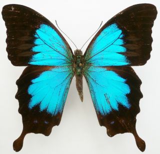Papilio Montrouzieri Male Form Westwoodi From Caledonia,  Rare,