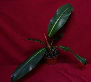 Philodendron Species Rare Aroid Plant Anthurium Monstera