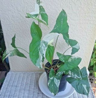 Rare Variegated White Syngonium Podophyllum Albo; 2 Plants In 6 " Pot